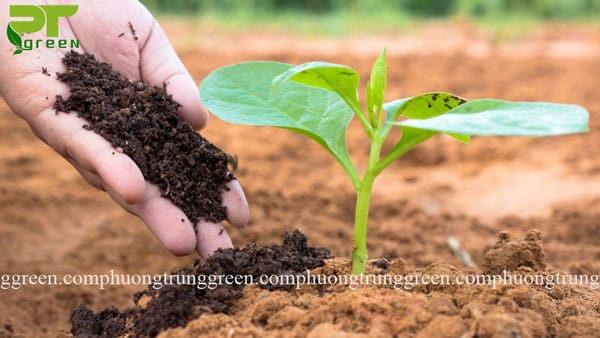 Cung cấp đất sạch trồng cây Phương Trung Green