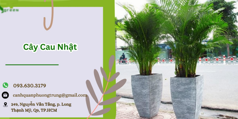 Cho thuê cây Cau Nhật