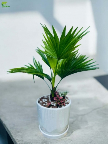 small.cay-co-ta