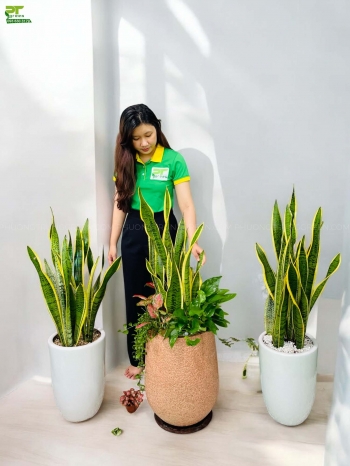 small.cay-luoi-ho