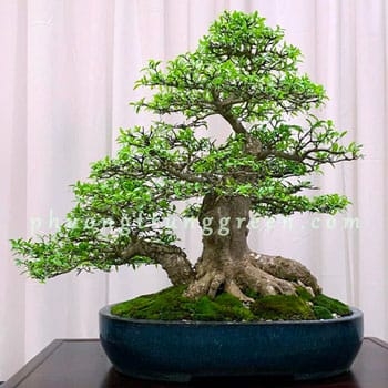 small.cay-mai-chieu-thuy