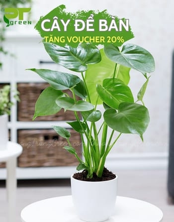 small.cay-mon-tai-phat